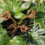 <em>Fatsia japonica</em>  Spider's Web 03/04/2022