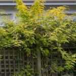 <em>Jasminum officinale</em> ‘Aureum’ 11/11/2024
