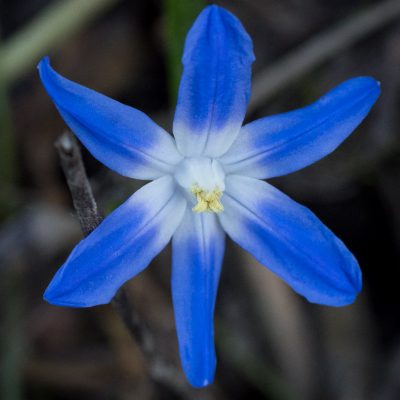Première fleur fin mai 2024