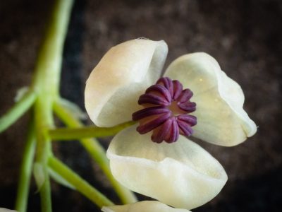 Gros plan fleur mi-février 2023