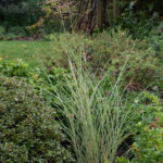 <em>Miscanthus sinensis</em> 'Morning Light' 25/10/2023