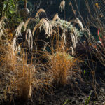 <em>Miscanthus sinensis</em> 'Red cloud' 16/12/2023