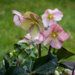 <em>Helleborus x</em> HGC ® Ice N'Roses ® Early Rose 25/01/2024