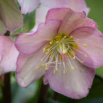 <em>Helleborus x</em> HGC ® Ice N'Roses ® Early Rose 25/01/2024