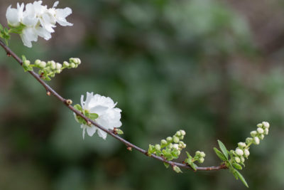 branche fleurie