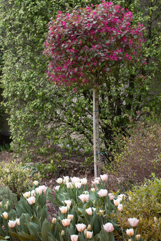 tulip Angélique & Loropetalum