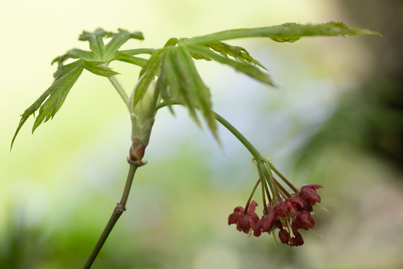 floraison printemps 2024