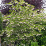 <em>Styrax japonicus</em> 'Fargesii' 19/05/2024