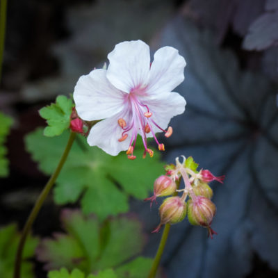 première floraison