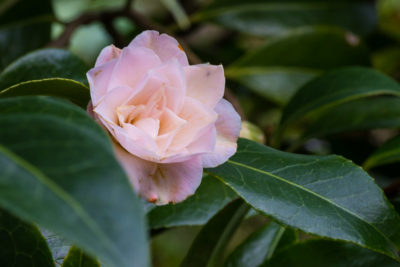 Floraison hâtive 2025