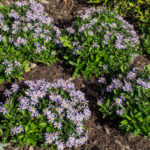 <em>Kalimeris incisa</em> ‘Blue Star’ 20/08/2019
