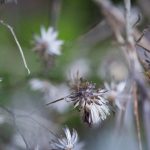 <em>Eurybia divaricata</em> 03/03/2025