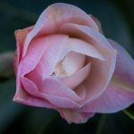 <em>Camellia Japonica x williamsii</em> 'Buttons & Bows' 03/03/2025