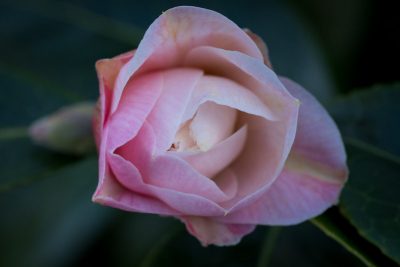 Floraison mars 2025