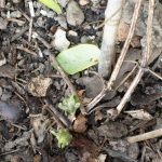 <em>Clematis patens</em> Caroline 08/03/2025
