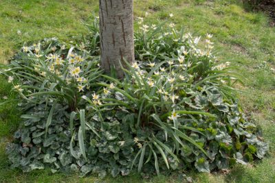 Floraison du 20 mars 2025