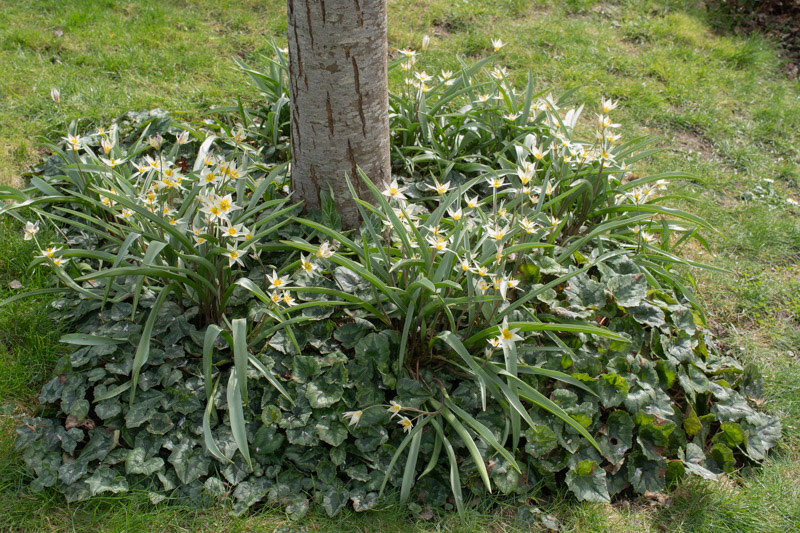 Floraison du 20 mars 2025