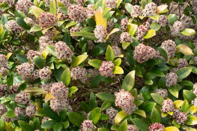 Pleine floraison mi-mars 2025
