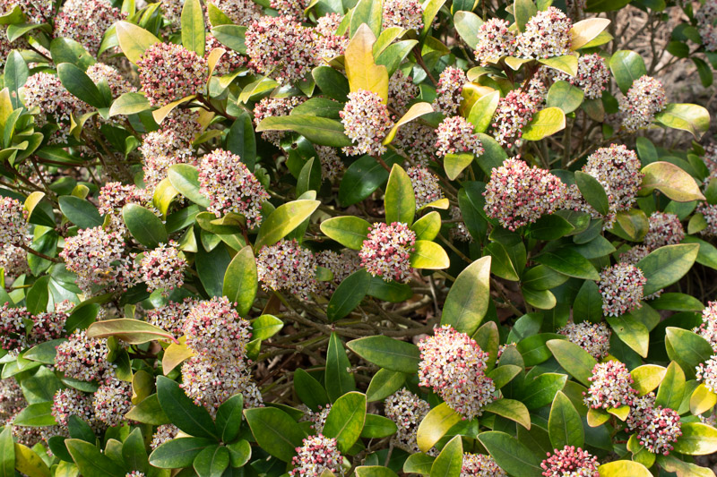 Pleine floraison mi-mars 2025