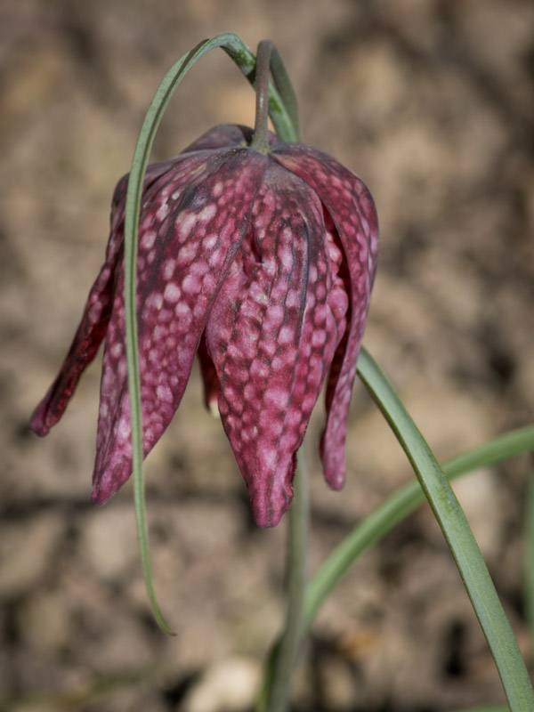 Fleur unique avril 2025