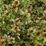 <em>Rhododendron japonica</em> ‘Hino-Crimson’ 04/04/2025