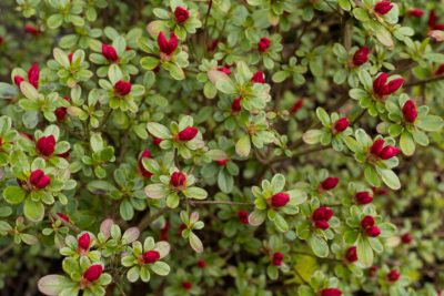 début floraison début avril 2025