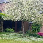 <em>Malus Perpetu</em> 'Evereste' 20/04/2025