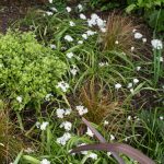 <em>Allium neapolitanum</em> 20/04/2025