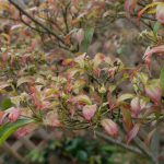 <em>Cornus hongkongensis</em> 20/04/2025