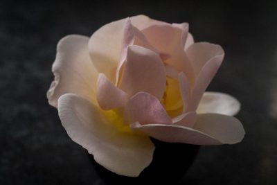 Première rose 2025
