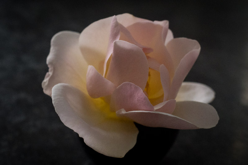 Première rose 2025