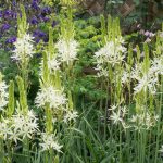 <em>Camassia leichtlinii</em> 'Alba' 11/05/2025