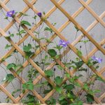 <em>Clematis integrifolia</em> ‘Arabella’ 17/05/2025
