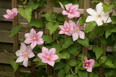 pleine floraison fin mai 2025