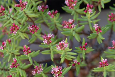 Crassula sarcocaulis