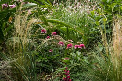 prairie planting