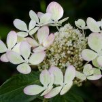 <em>Hydrangea paniculata</em> 'pastel green'