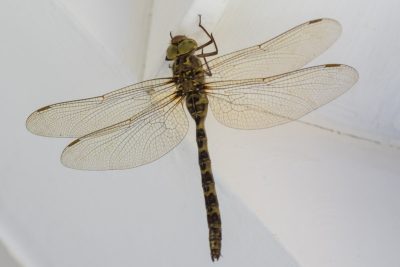 https://www.insecte.org/forum/viewtopic.php?t=272221&e=1