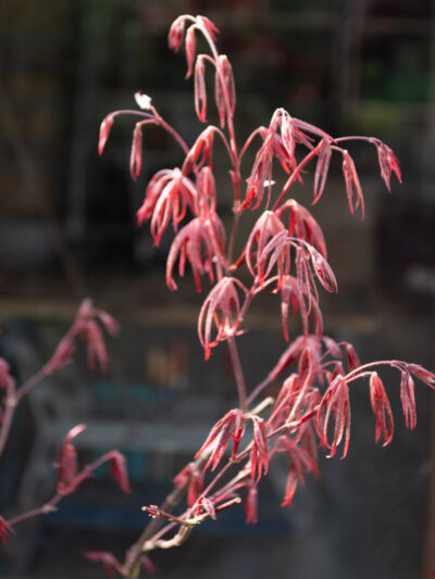 Feuillage de printemps