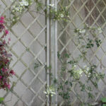 En compagnie de 'Early Sensation'