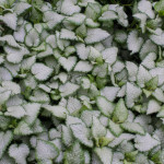 <em>Lamium maculatum</em> 'Beacon Silver' 01/05/2015