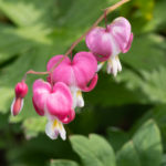 <em>Lamprocapnos spectabilis</em> 18/05/2023