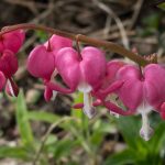 <em>Lamprocapnos spectabilis</em> 21/04/2025