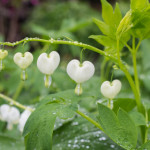 Lamprocapnos spectabilis 'Alba' 01/05/2015