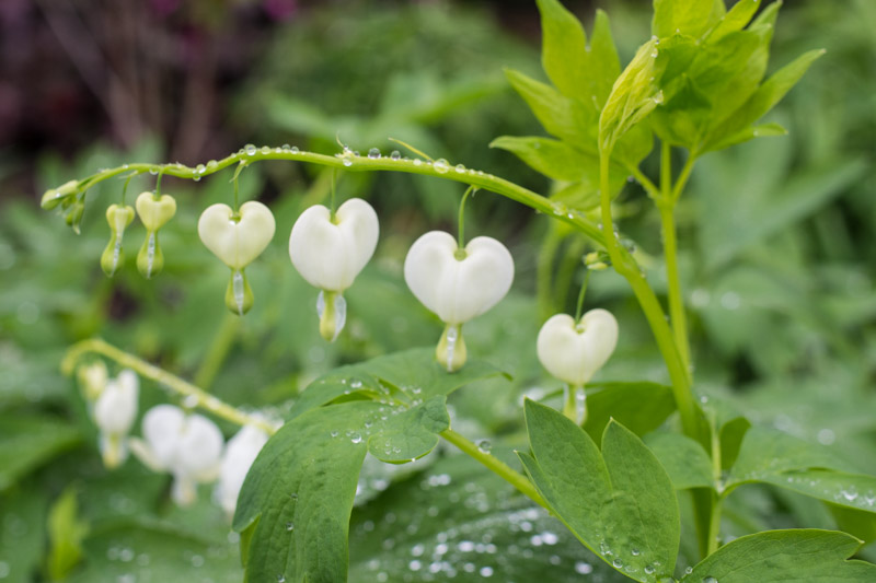 Lamprocapnos spectabilis 'Alba' 01/05/2015