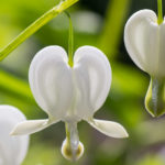 <em>Lamprocapnos spectabilis</em> 'Alba' 02/04/2017