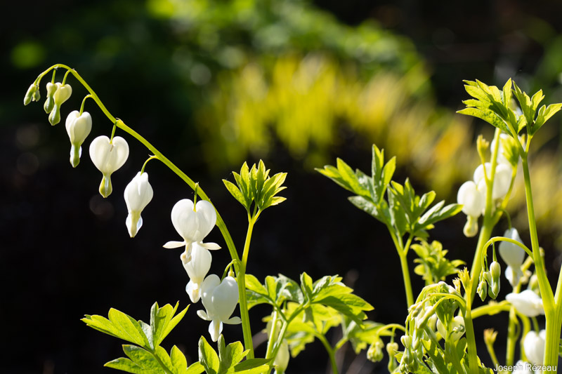 Floraison de printemps