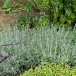 <em>Lavandula angustifolia</em> Dutch 22/07/2024