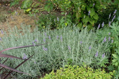 Floraison d'été 2024