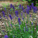 <em>Lavandula angustifolia</em> Hidcote 17/06/2021